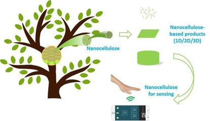 喜訊!陜西科技大學(xué)科研取得重要進(jìn)展,在國際頂級期刊發(fā)表論文!