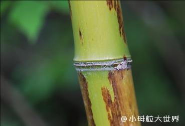 陽竹科技30 億押注 "以竹代塑"!如何用竹子改寫全球塑料產(chǎn)業(yè)格局?